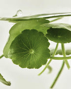 [Beauty of Joseon] Centella Asiatica Calming Mask 25ml X 10ea